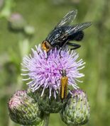 Spyflue Cynomya mortuorum og solbille